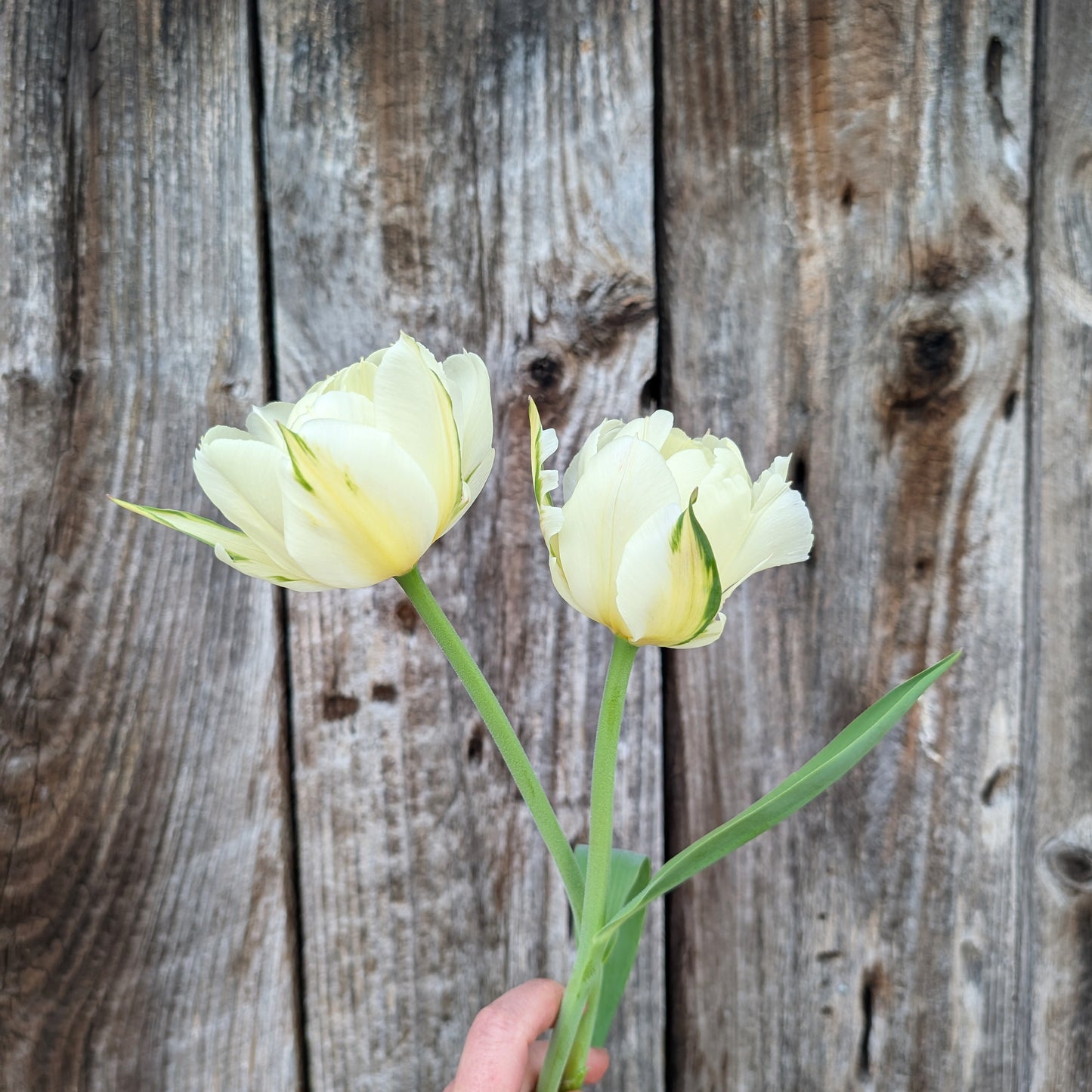 Tulips | Fall Bulbs | 10 Pack | Shipping Fall 2026