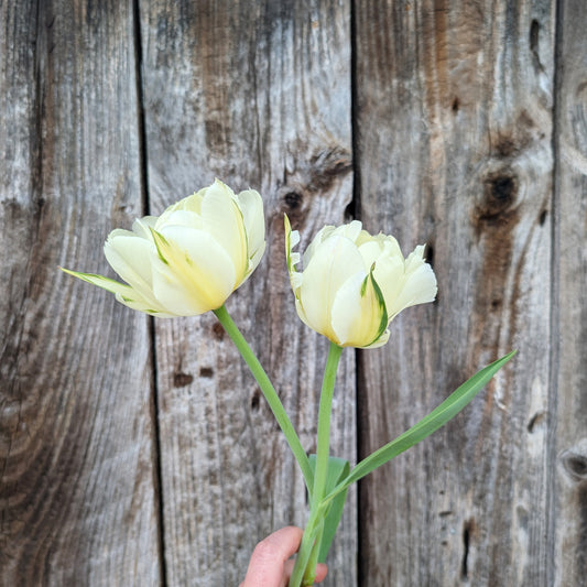 Tulips | Fall Bulbs | 10 Pack | Shipping Fall 2026