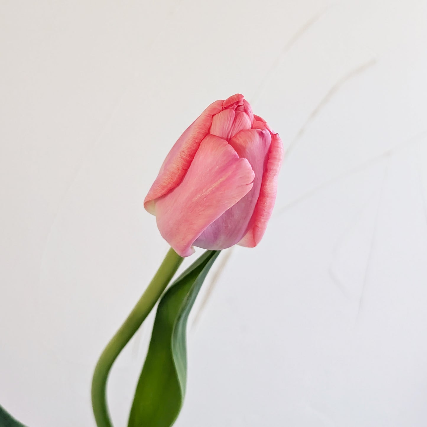 Spring Tulips | Growers Bunch