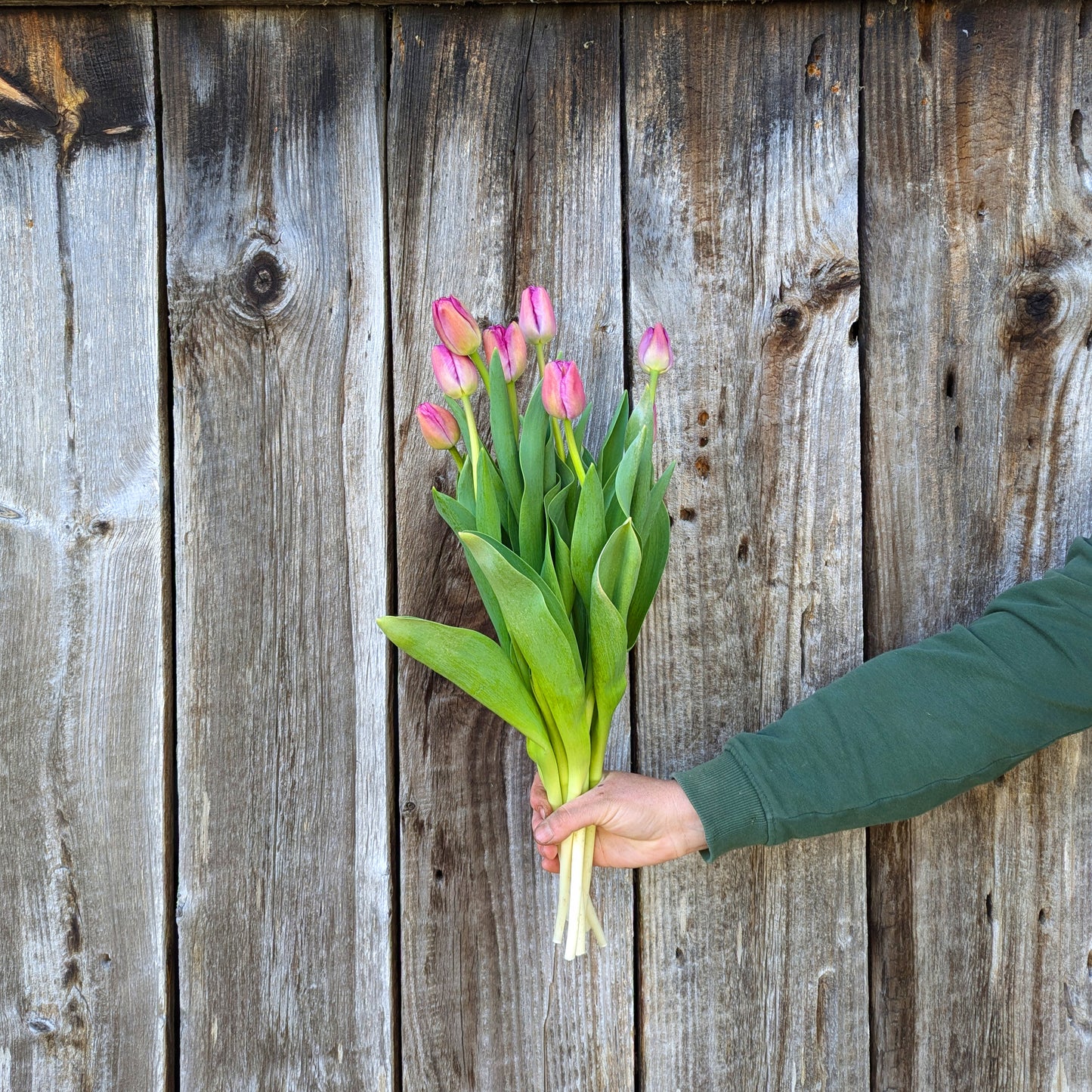 Tulips | Fall Bulbs | 10 Pack | Shipping Fall 2026