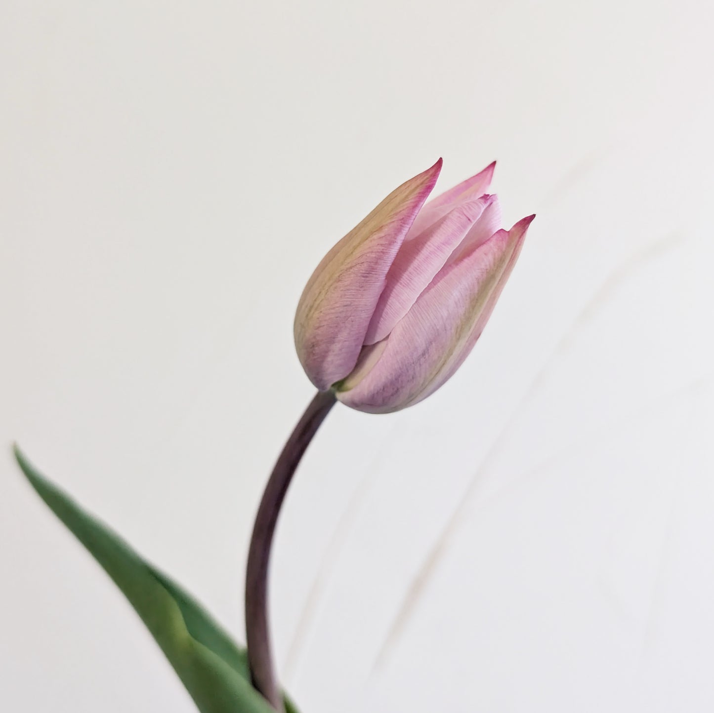 Spring Tulips | Growers Bunch