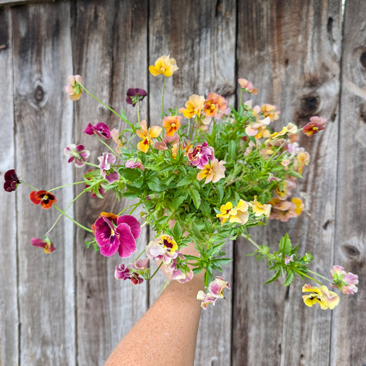 Viola | Plug Presale | Spring