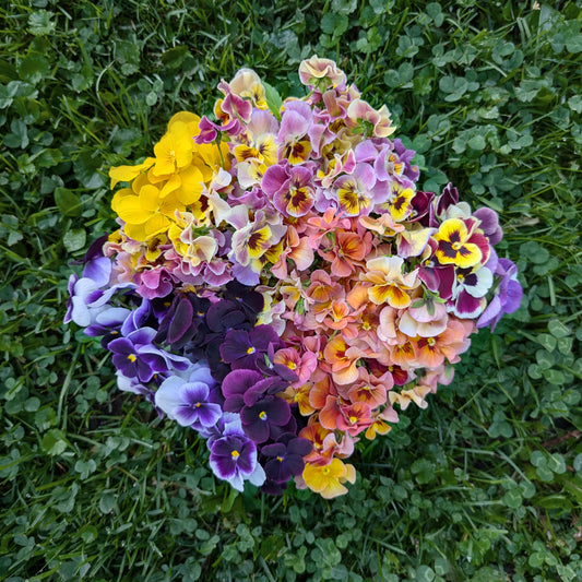 Viola NRM Mix | Perennial | Seeds