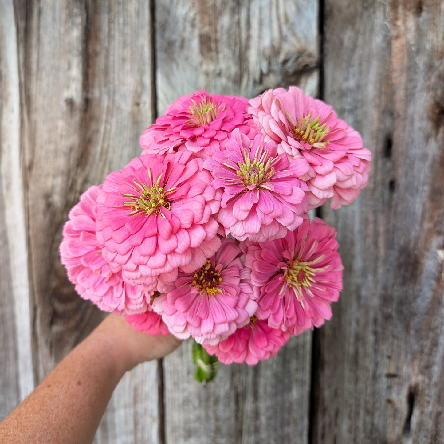 2026 Presale | Growers Bunch, Monthly Subscription