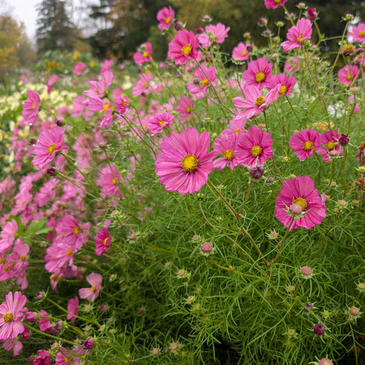 Cosmo | Plug Presale | Summer