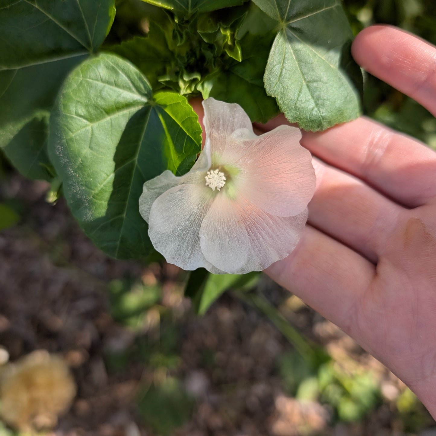 Lavatera | Plug Presale | Summer