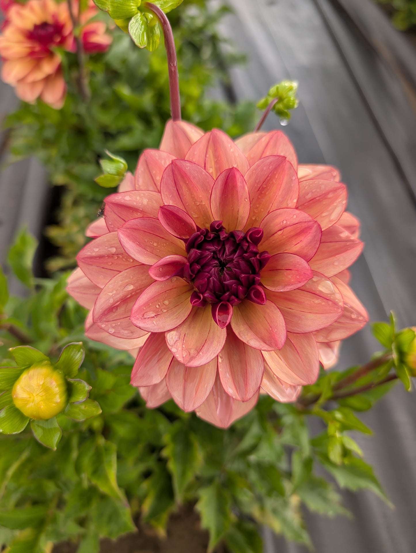 Dahlia | Growers Bunch