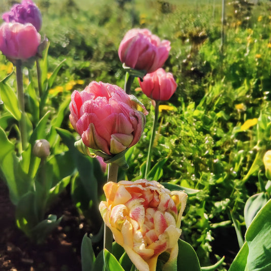 2025 Presale | Specialty Tulip Bouquet, Weekly Subscription | 2025