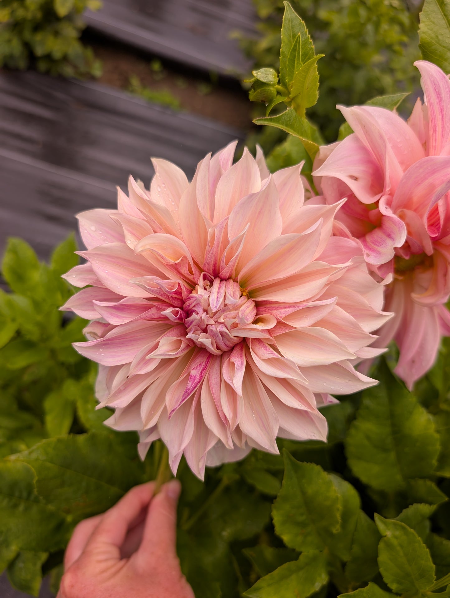 Dahlia | Growers Bunch