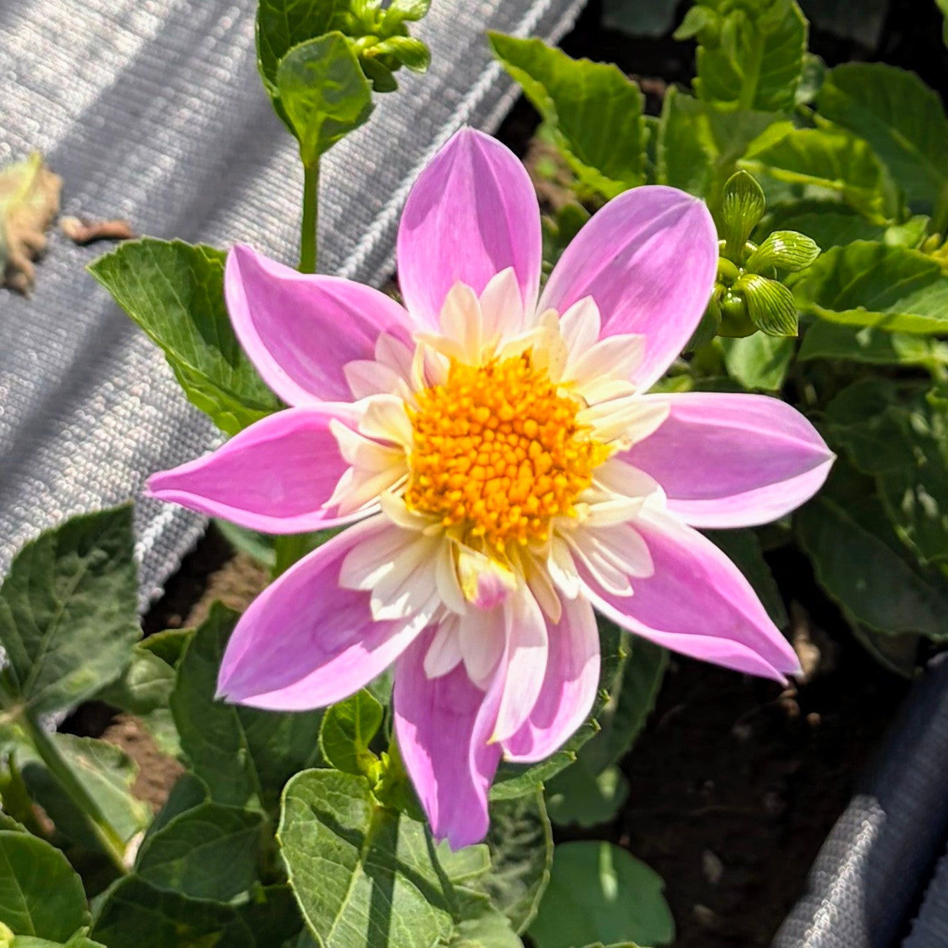 Dahlia | Growers Bunch