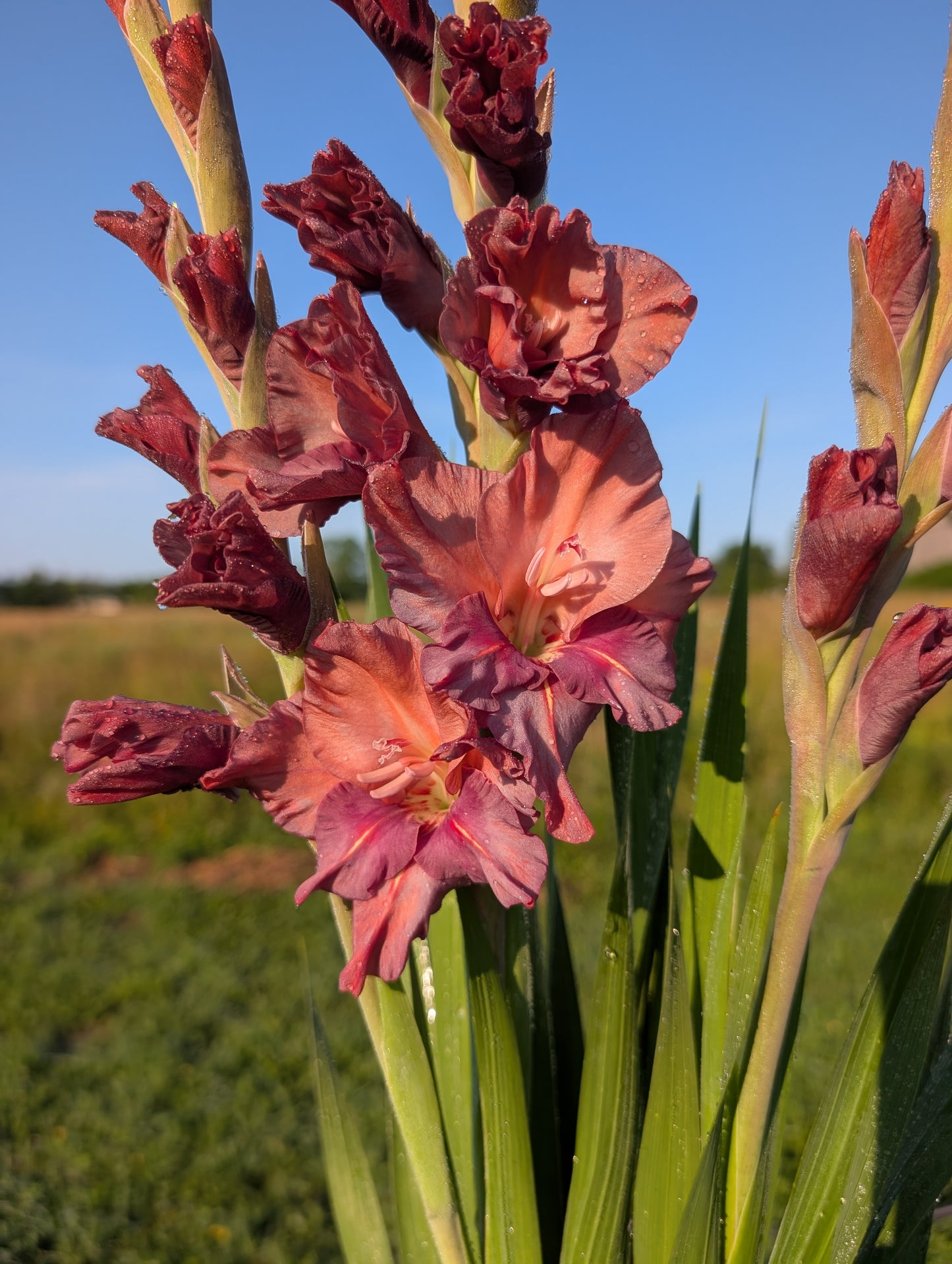 Glads | Growers Bunch