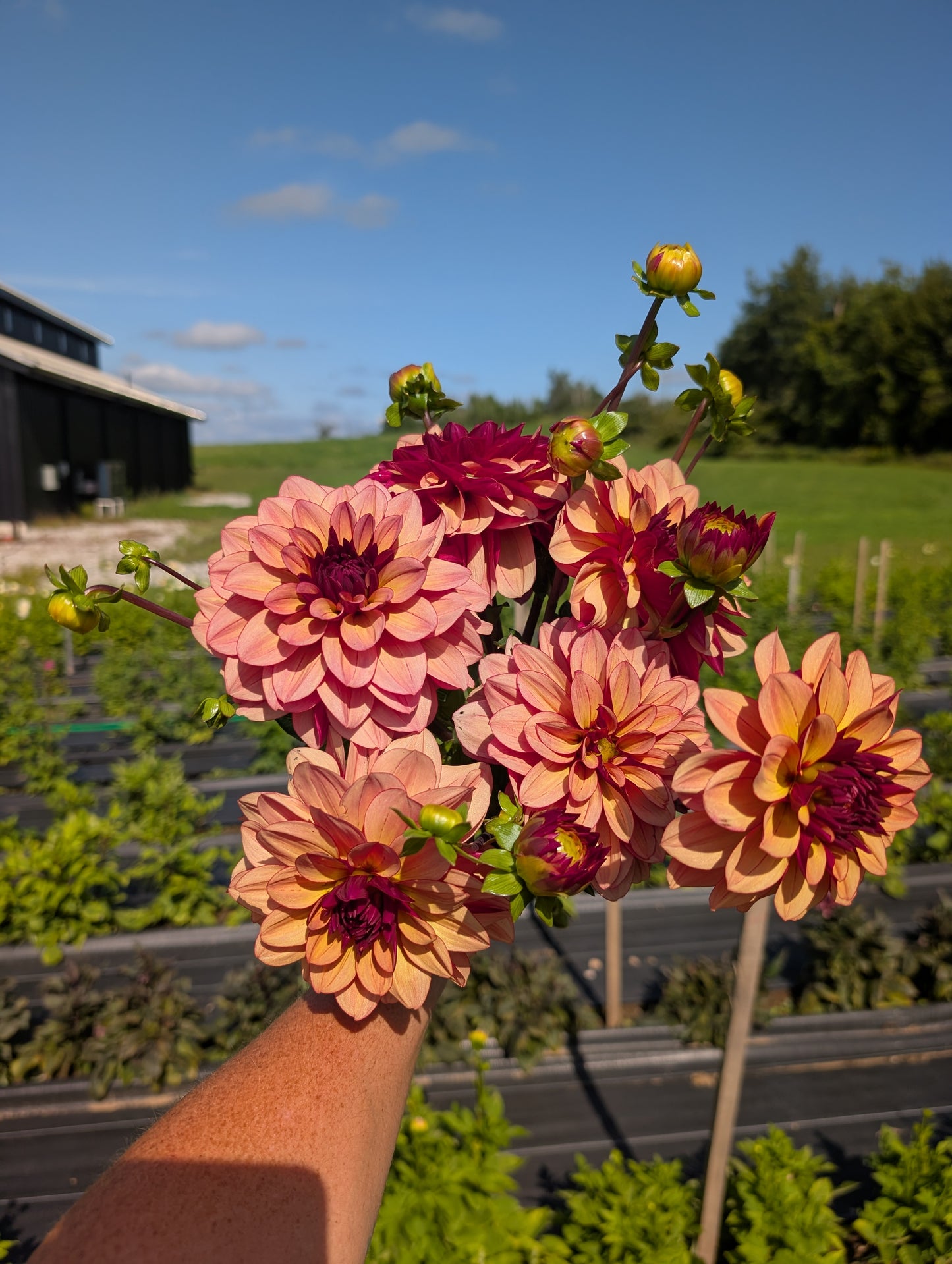 Dahlia | Growers Bunch