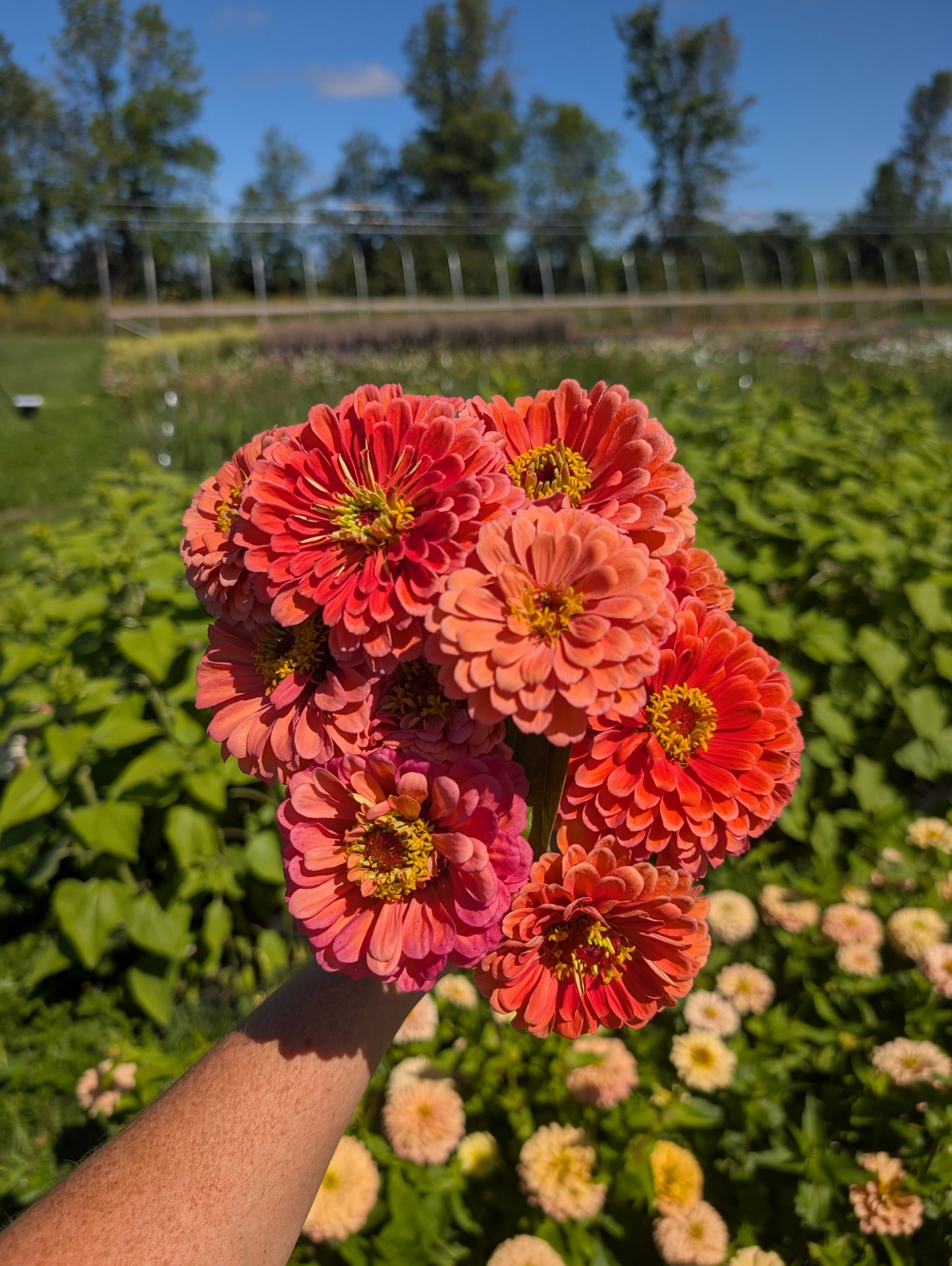 Zinnia | Growers Bunch