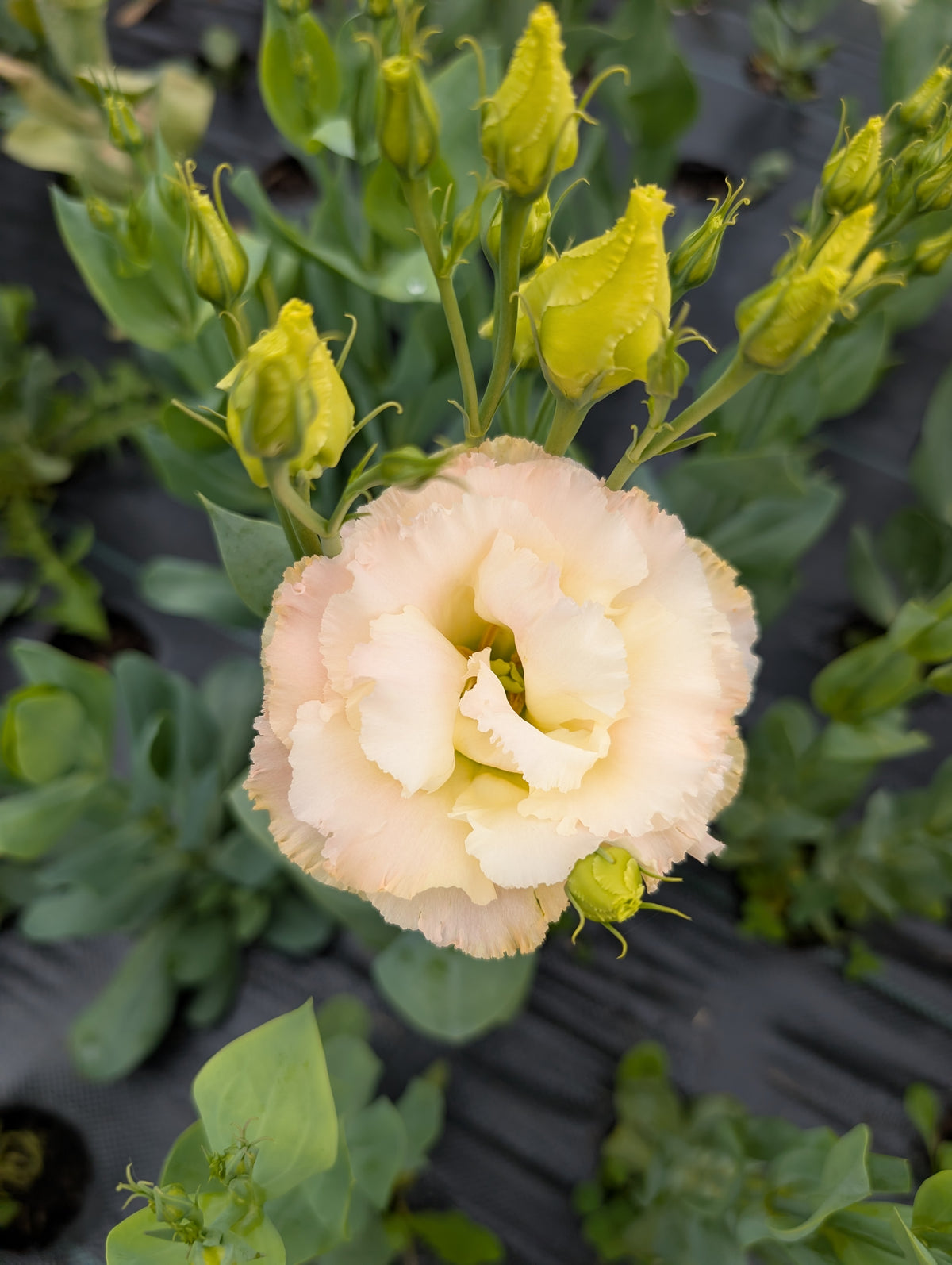 Lisianthus | Growers Bunch