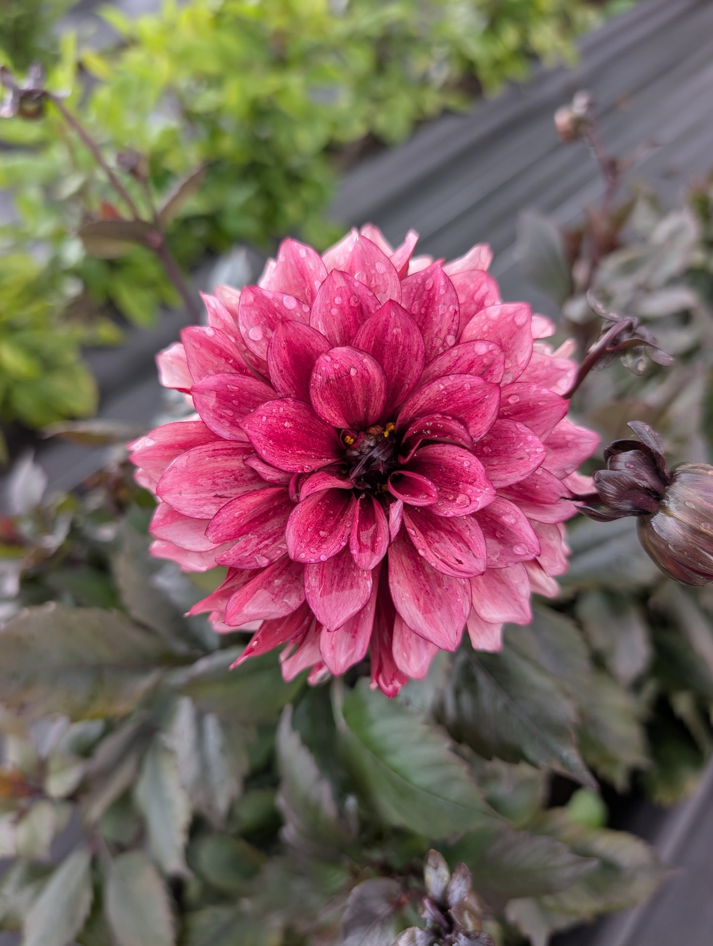 Dahlia | Growers Bunch