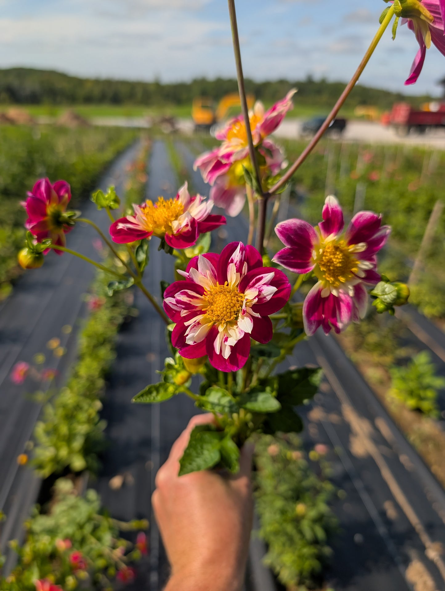 Dahlia | Growers Bunch