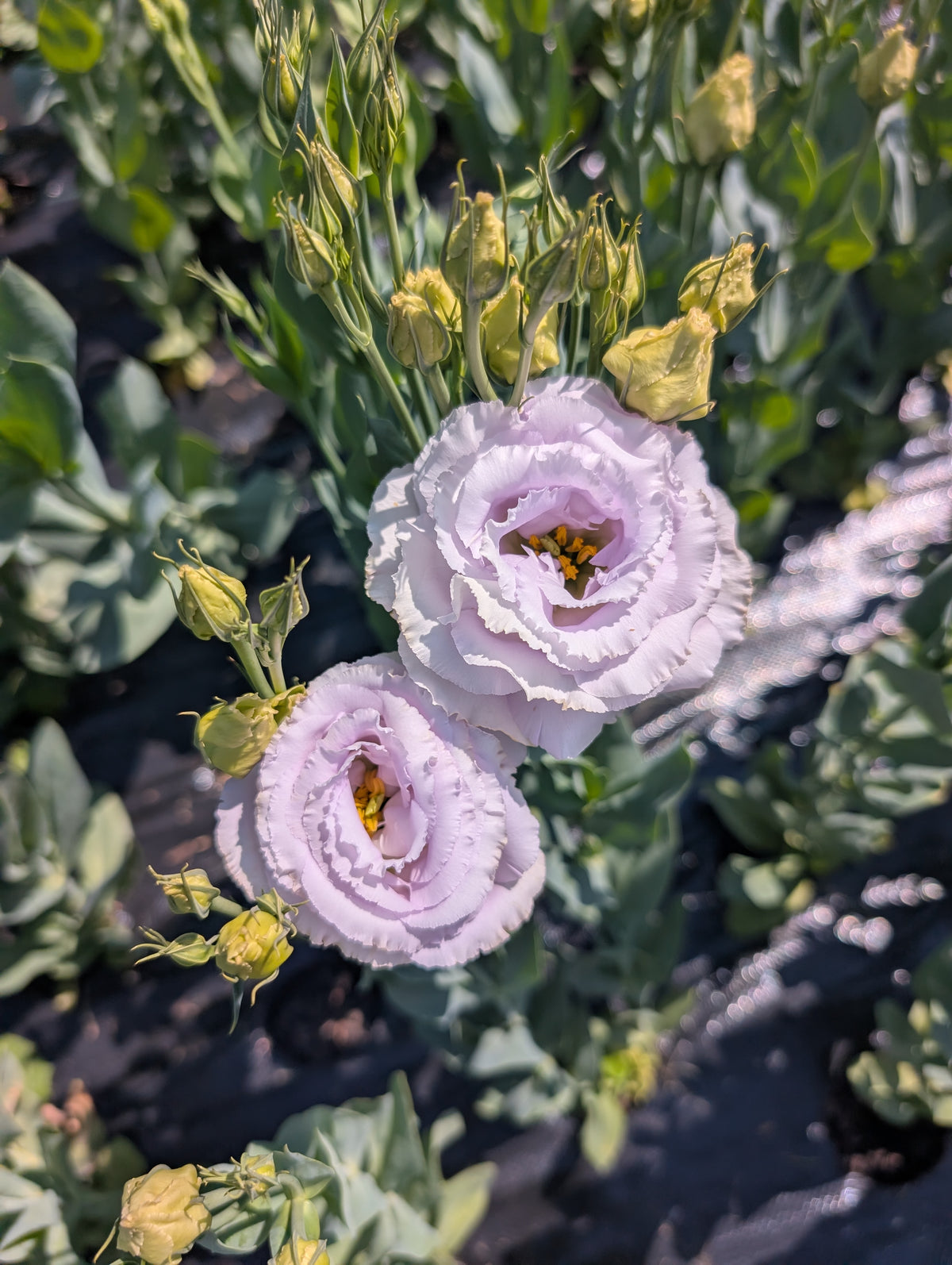 Lisianthus | Growers Bunch