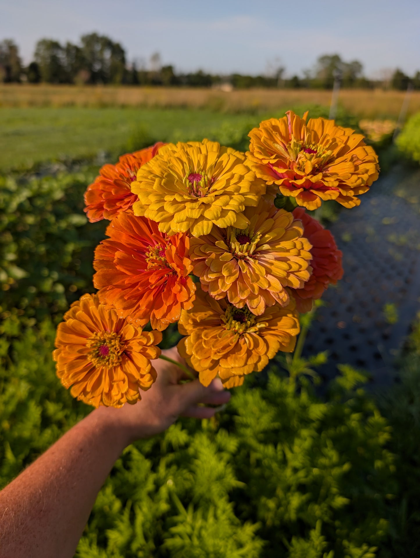 Zinnia | Growers Bunch