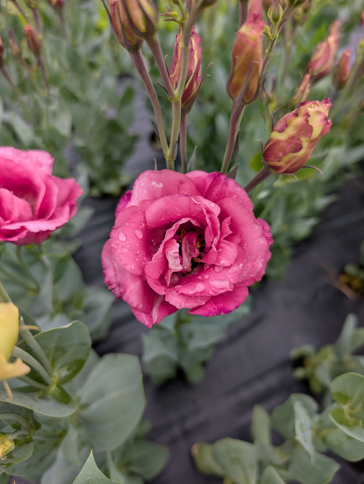 Lisianthus | Growers Bunch
