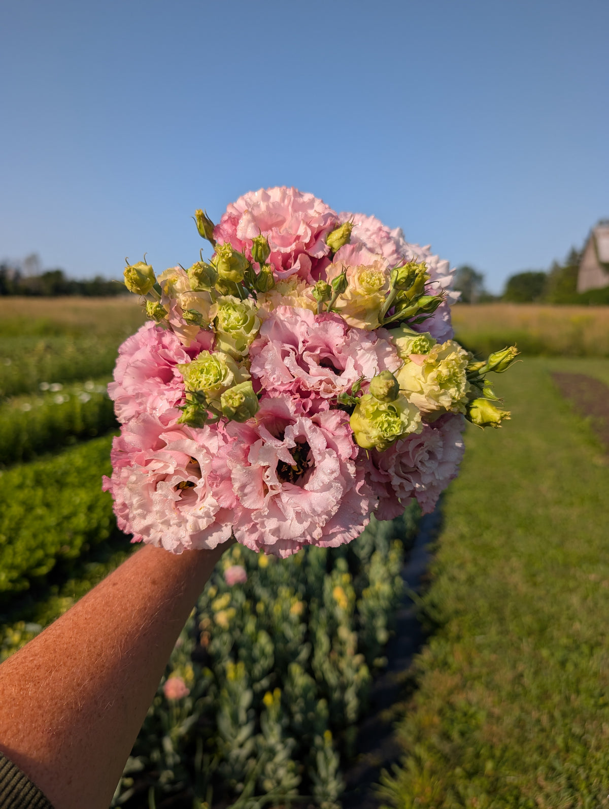 Lisianthus | Growers Bunch