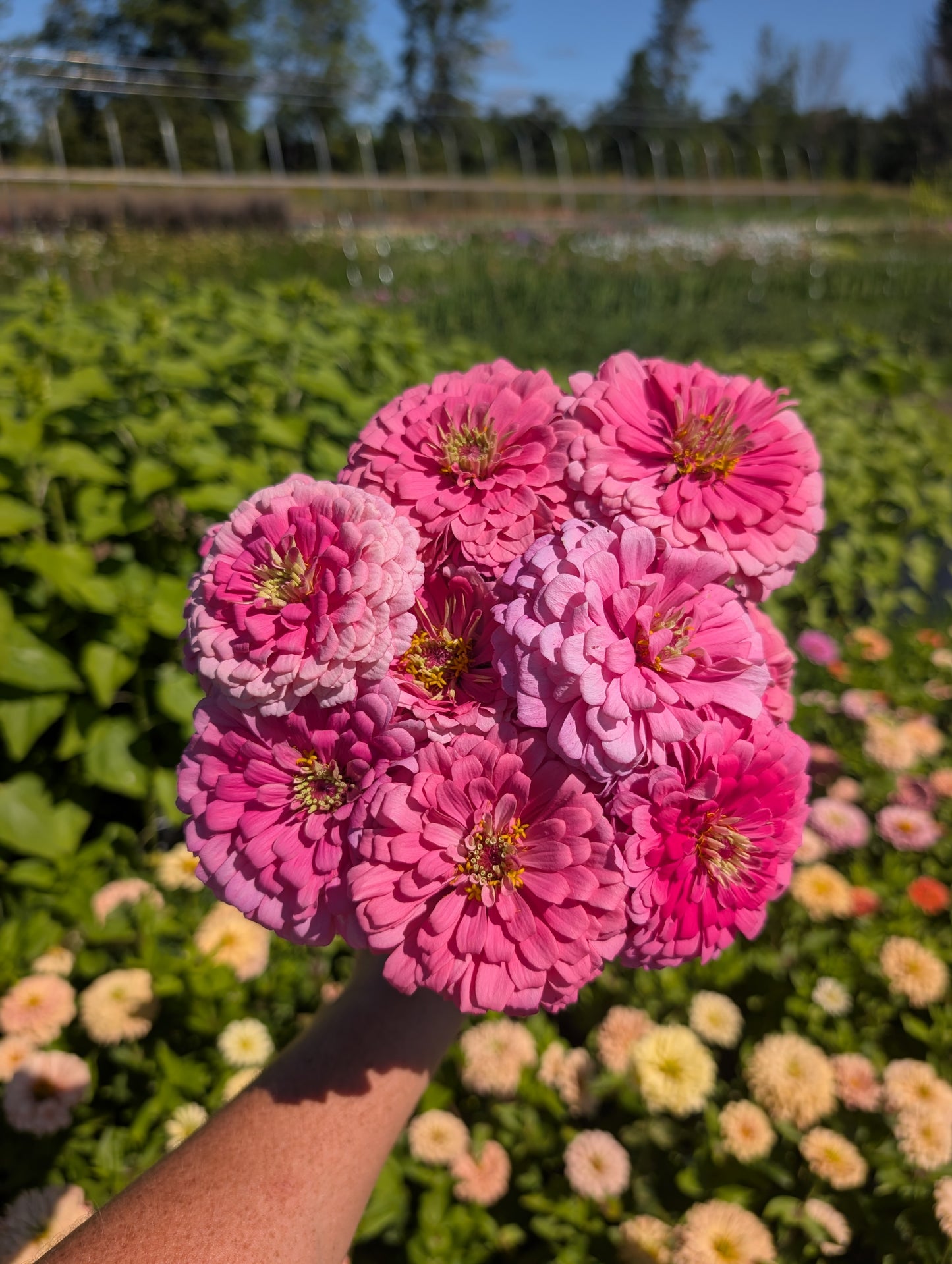 Zinnia | Growers Bunch