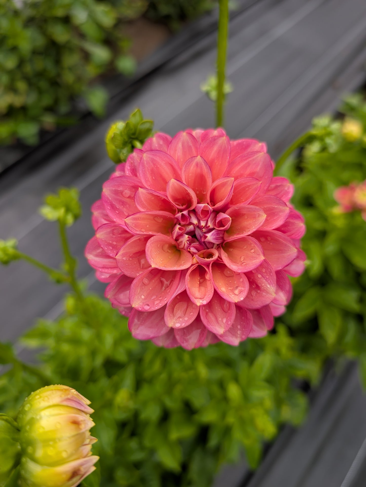 Dahlia | Growers Bunch