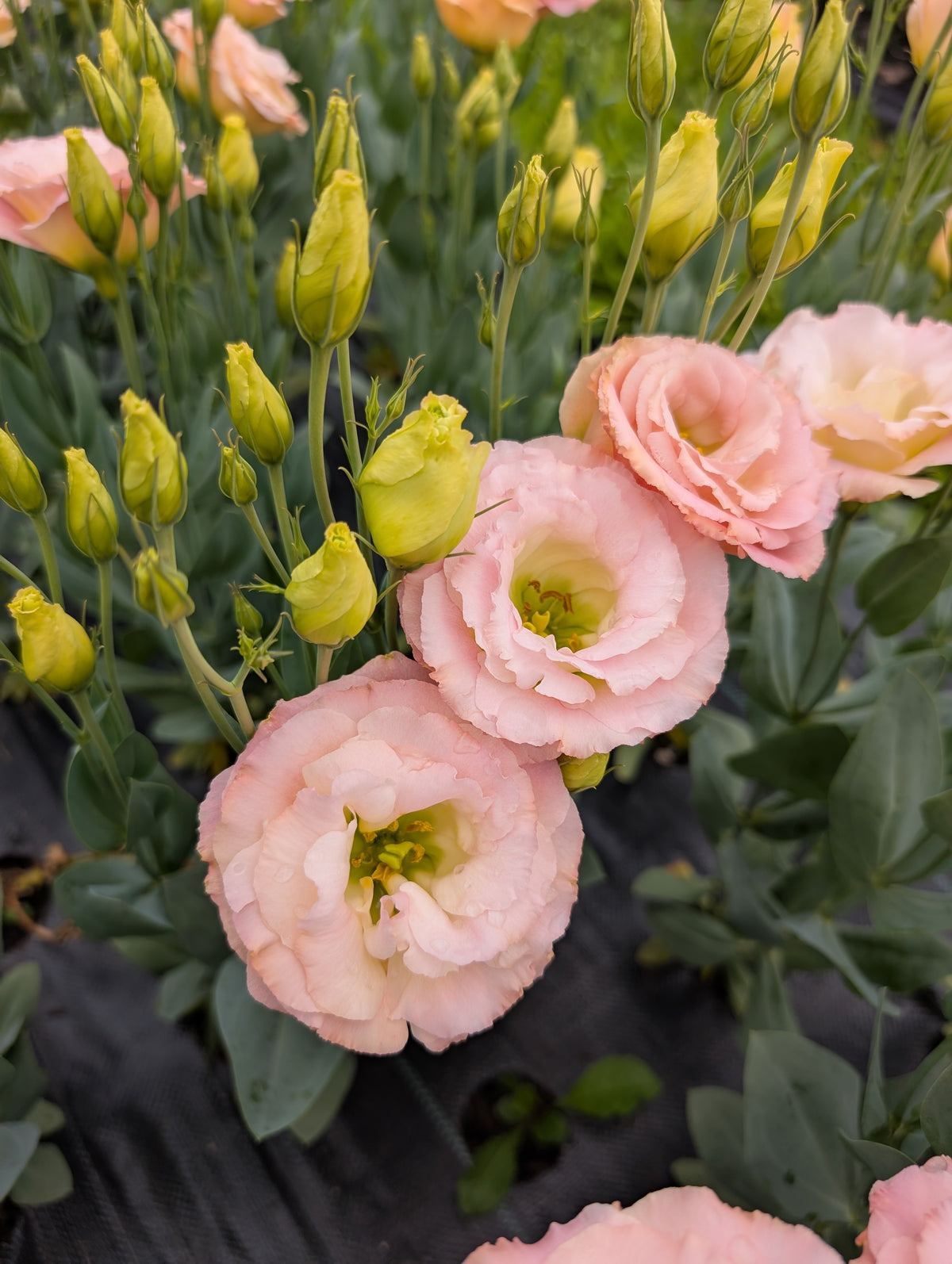 Lisianthus | Growers Bunch