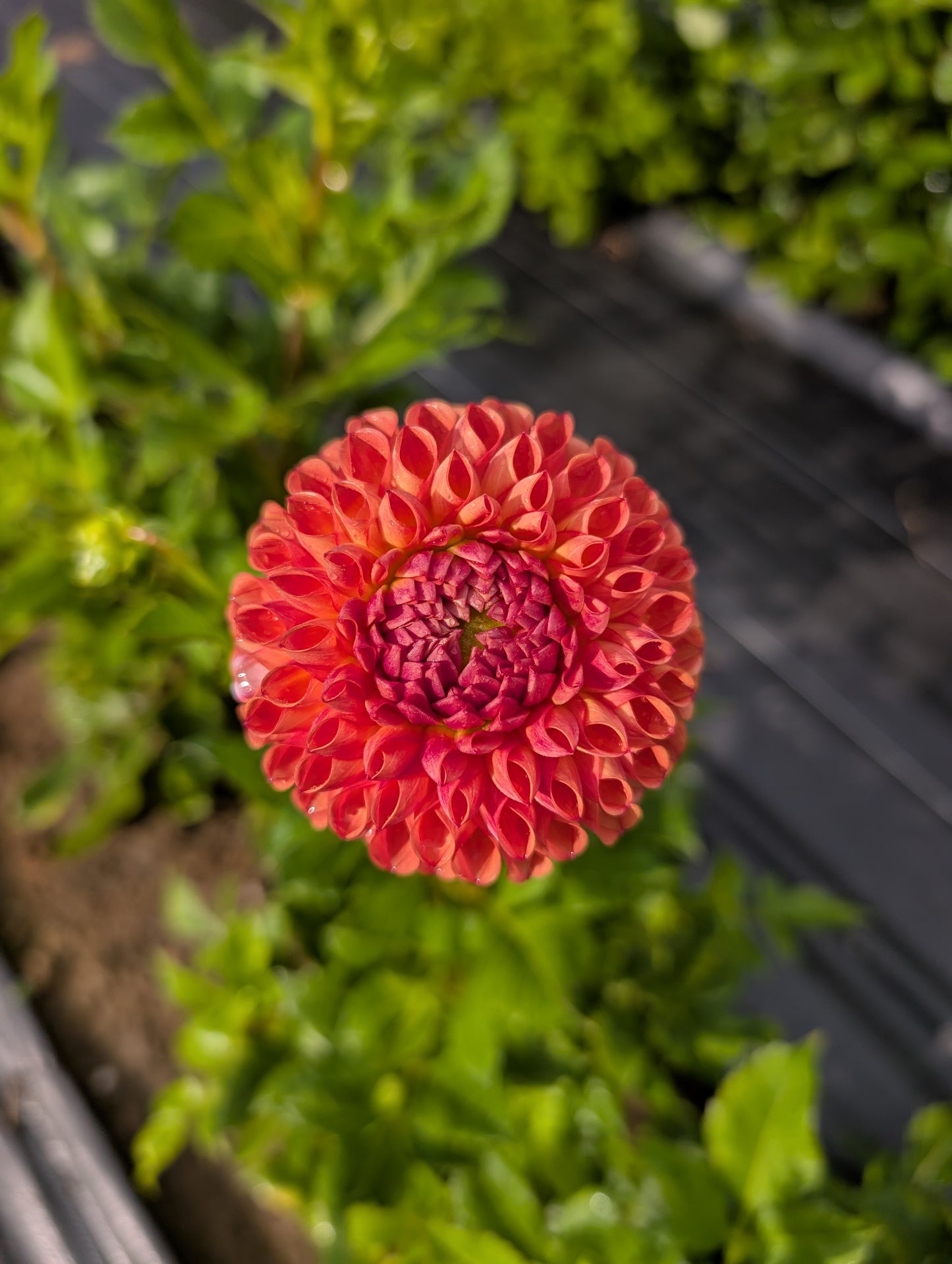 Dahlia | Growers Bunch