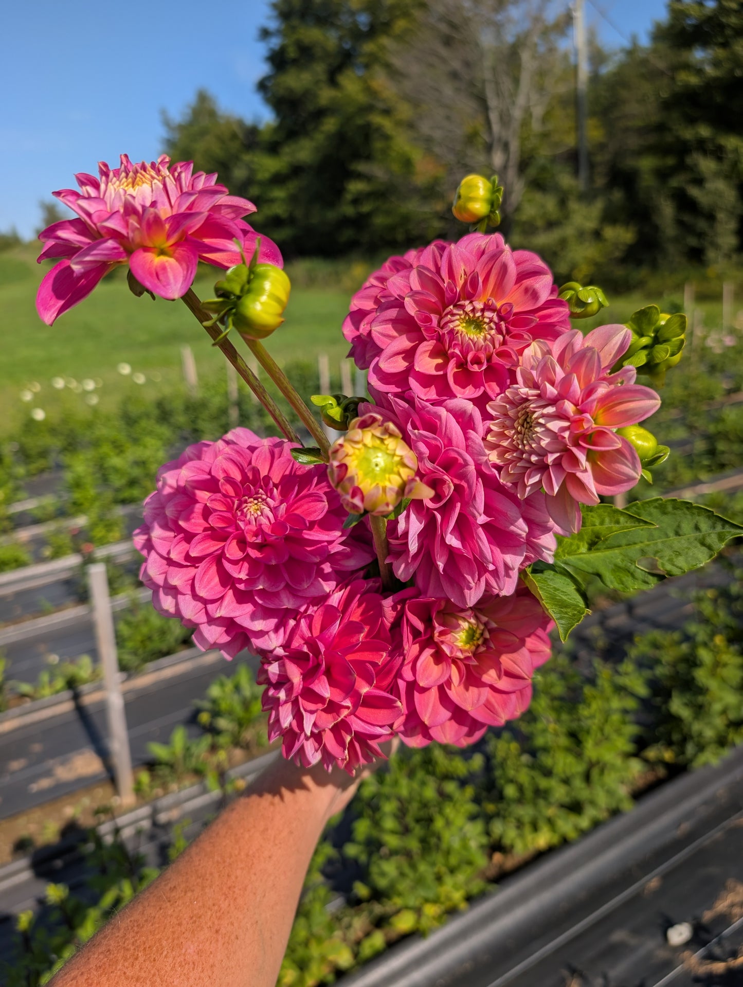 Dahlia | Growers Bunch