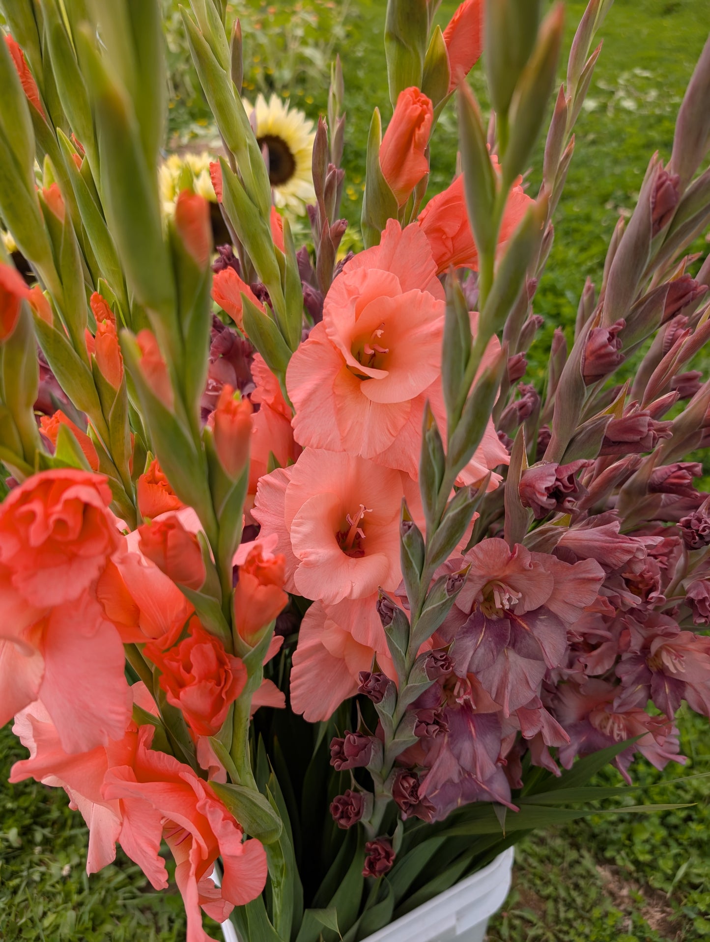 Glads | Growers Bunch