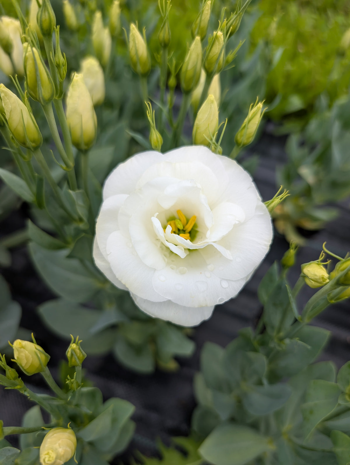 Lisianthus | Growers Bunch