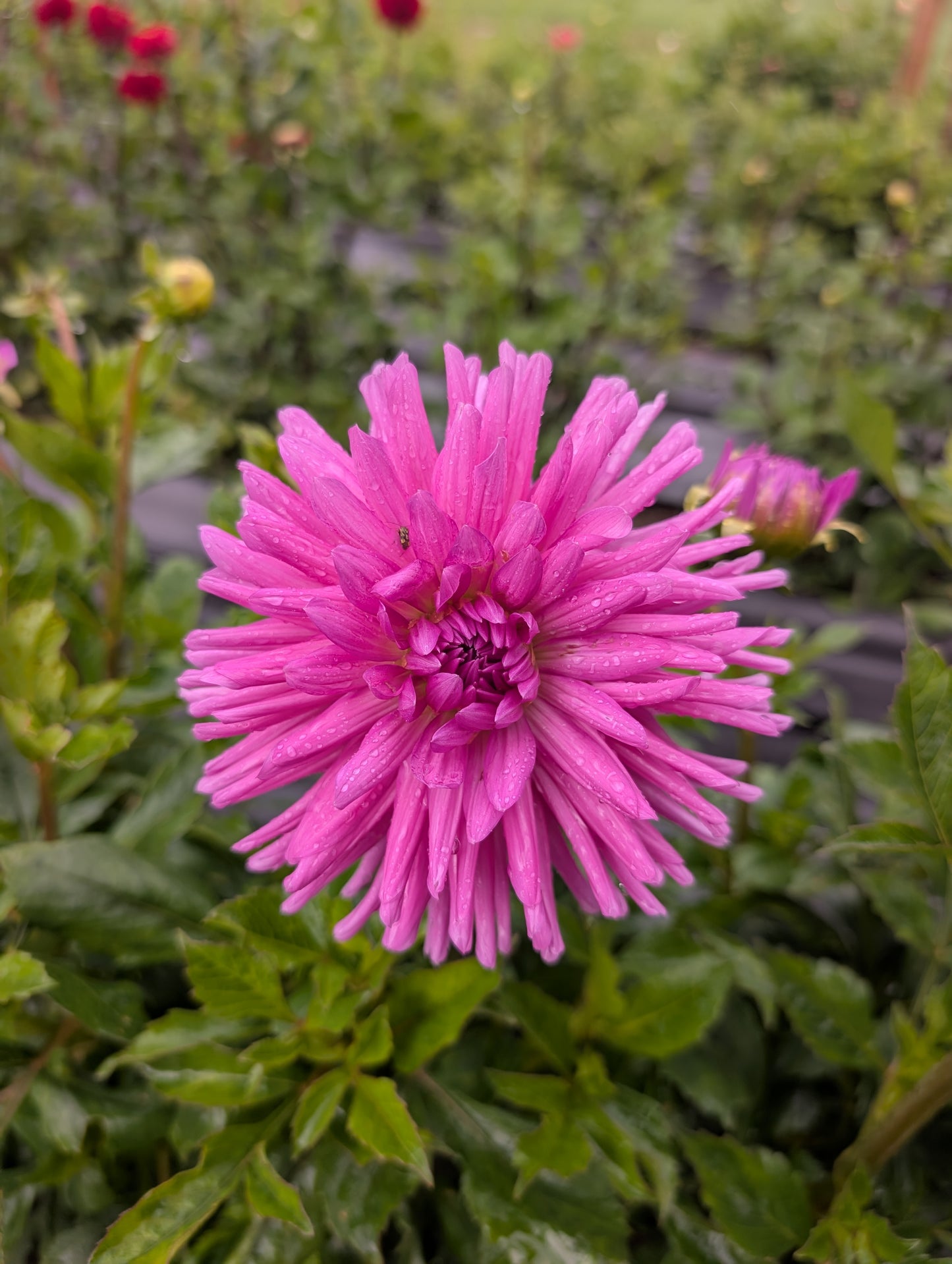 Dahlia | Growers Bunch