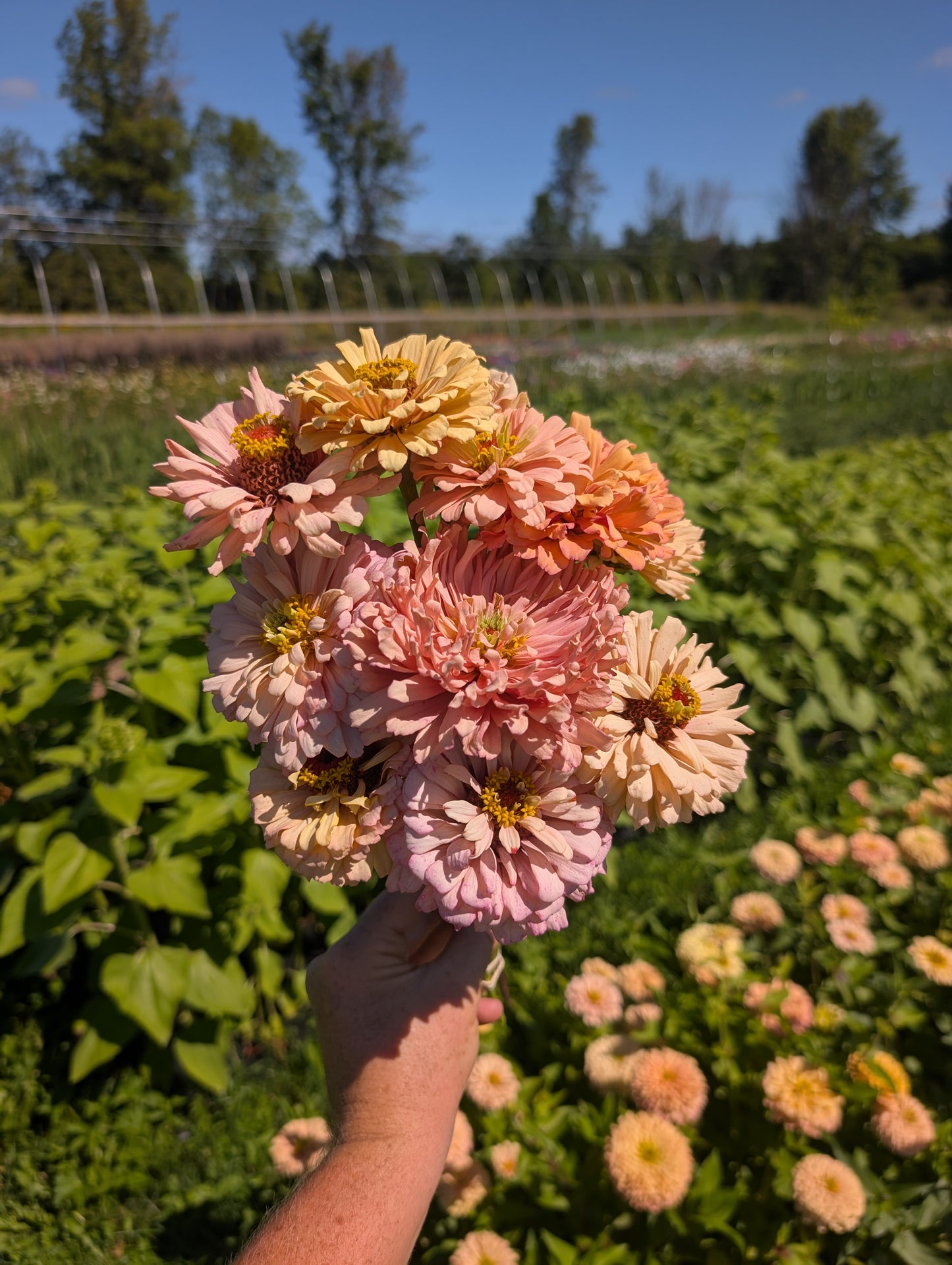 Zinnia | Growers Bunch