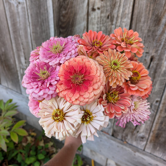 Zinnia | Plug Presale | Summer